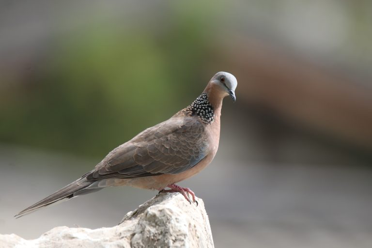 A close-up of a Spotted Dove on a rock, showing its soft brown plumage, iridescent feathers, and distinct patterned neck.