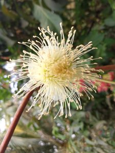 A beautiful flower in Bhola, Bangladesh