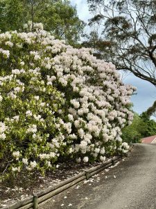 a picture-perfect white rhododendron blooming one fine spring in Sydney!