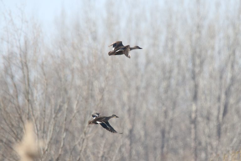 Two Eastern Spot-billed Ducks (斑嘴鸭) in flight against a blurred background of bare, grey-brown trees. Location: Zhangzehu Wetland Park, Changzhi city, China.