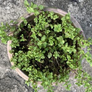 Top view of a terracotta pot filled with vibrant green mint leaves, set on a rough concrete surface. The mint appears lush and thriving.