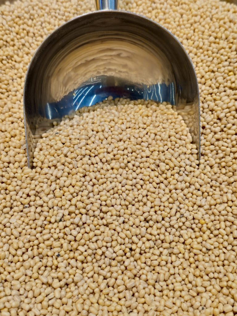 White urad dal collected under a metal scoop at a hypermarket in Kozhikode. The small, round grains look clean and fresh and are commonly used for dosa, idli, and snacks.
