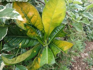 A close-up view of green and yellow leaves, some with a glossy texture and prominent veins. 