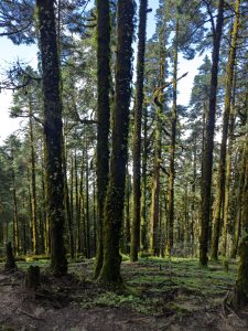 A dense forest scene featuring tall, slender trees covered in moss and vines.