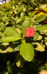 A close-up of a single cluster of small, vibrant pink flowers surrounded by lush green leaves.
