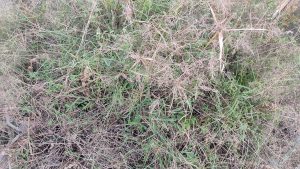 A dense patch of wild grass and weeds in various shades of green and brown, with dry stems and foliage mixed amongst lush green plants.star-shaped seed heads or dried flower clusters are visible throughout the texture.