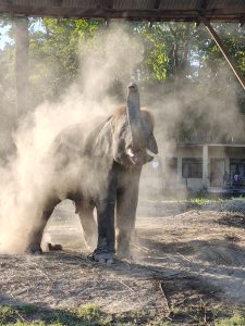 An elephant stands in a dusty clearing, raising its trunk and seemingly spraying dust around. 