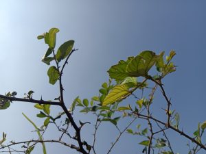 Plant with leaves and spikes on its branches under the sky at Kawtoli, Brahmanbaria, Bangladesh