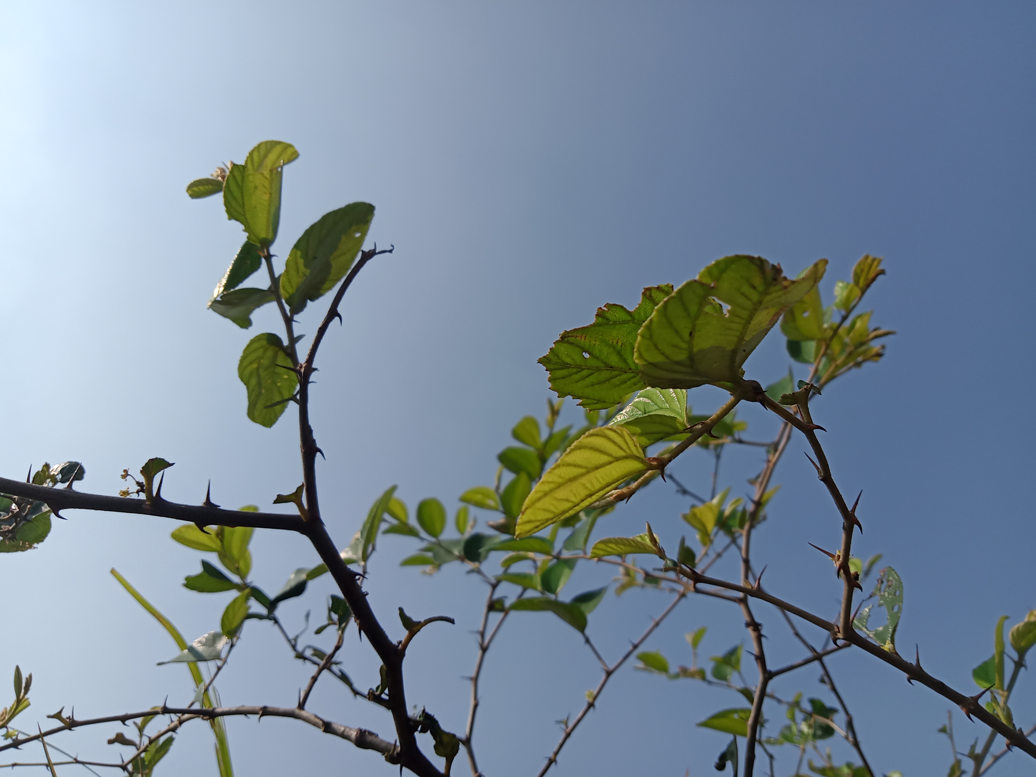 Plant with leaves and spikes on its branches under the sky at Kawtoli, Brahmanbaria, Bangladesh