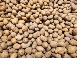 A large spread of potatoes in the hypermarket in Kozhikode, Kerala. The mixed shapes, natural dirt marks, and earthy tones give a simple and natural look. 