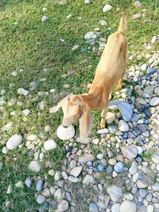 A young goat standing on a patch of grass and stones, with its head lowered as it curiously examines a round, smooth stone on the ground.
