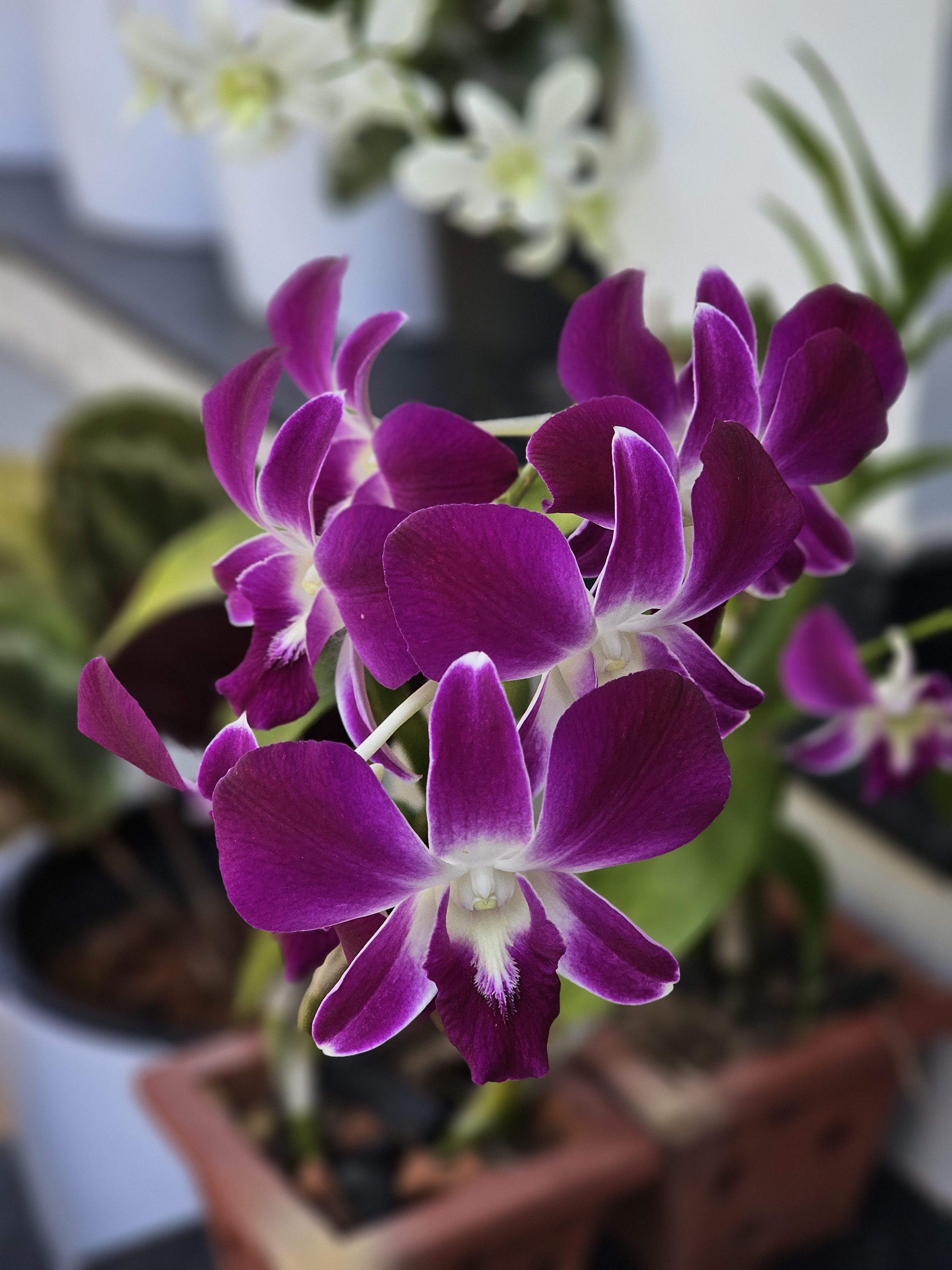 A beautiful bunch of violet and white orchids in full bloom, grown in a potted garden at Perumanna, Kozhikode, Kerala. The image clearly shows the flower details, with a softly blurred background.