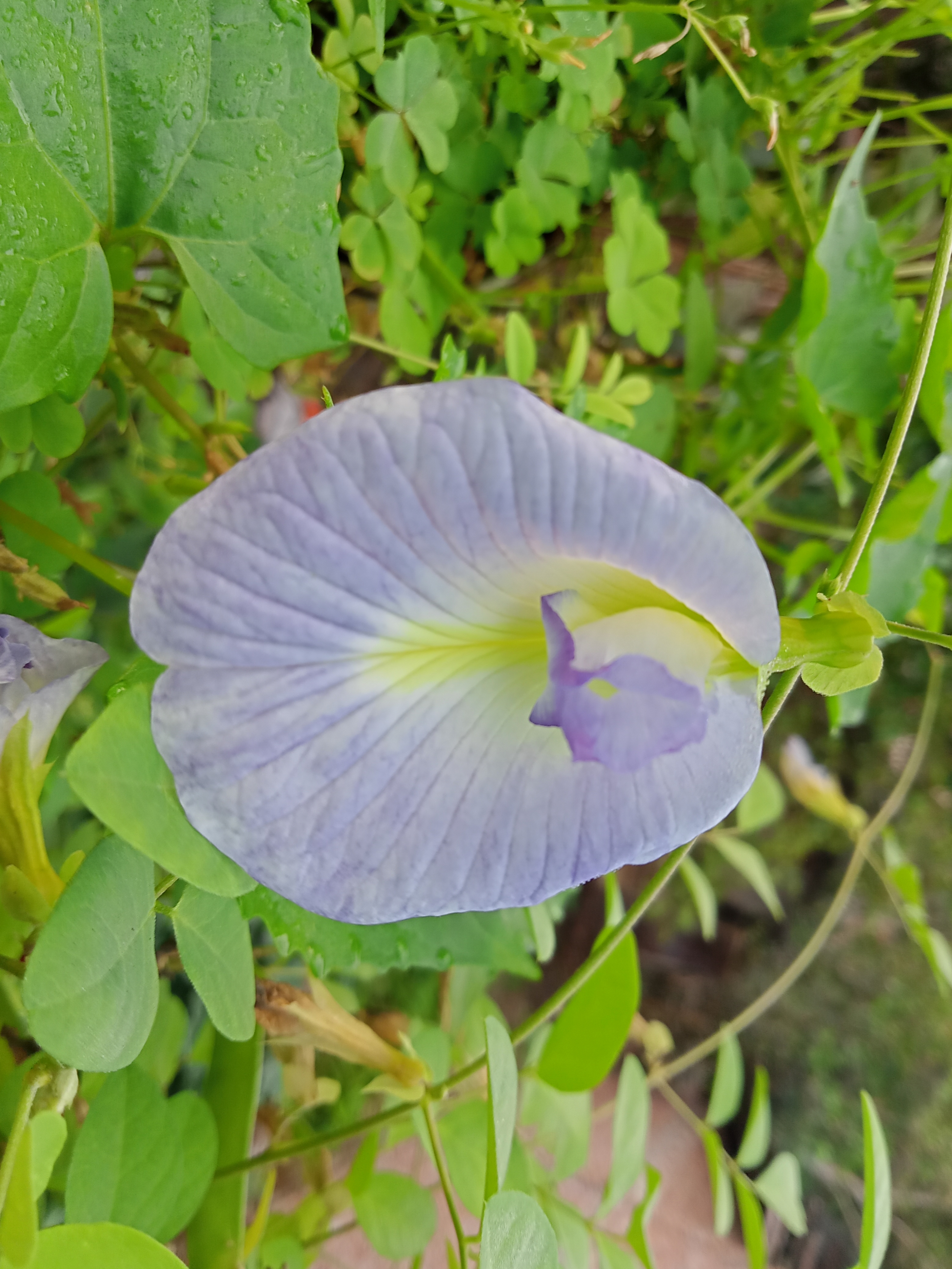 Close-up of a light purple flower with a yellow center, surrounded by green leaves in Bhola, Bangladesh.
