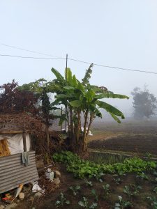 A misty rural scene with a small metal-roofed structure, banana plants, leafy vegetables, and fog-covered fields in the background.