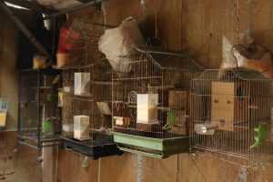 This photograph shows a row of four metal wire birdcages of various sizes hanging against a rustic, distressed brown wooden wall. The setup is an enclosure for keeping several small birds, such as budgerigars and similar species.
