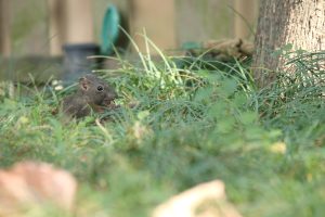A small gray squirrel is sitting on the ground amidst green grass, nibbling on a nut. 