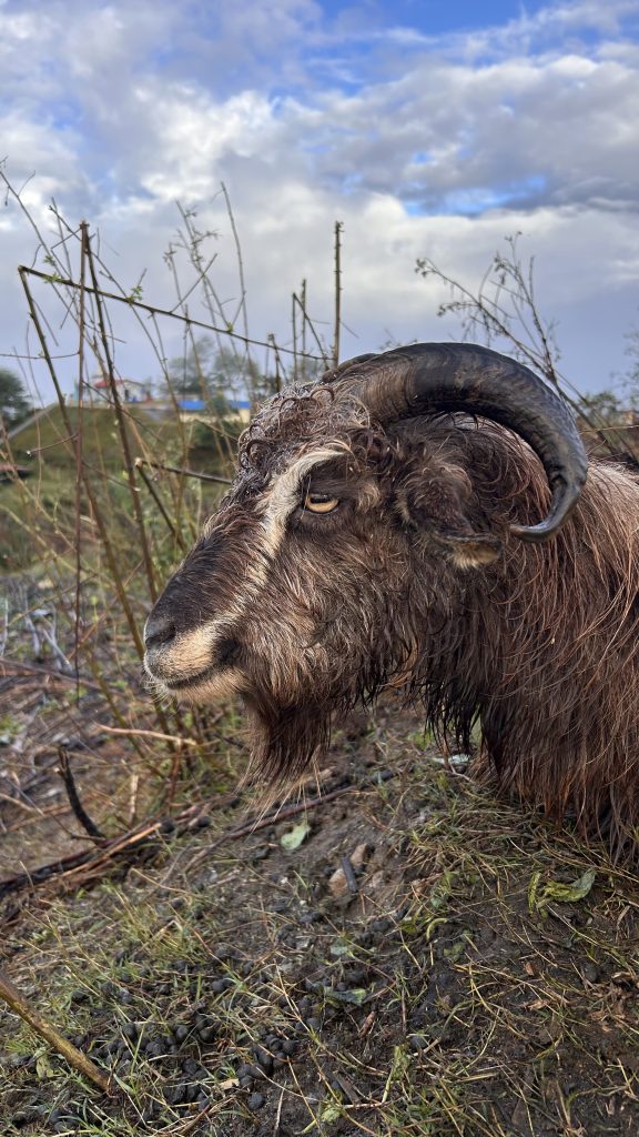 A close-up of a wet brown goat with distinctive spiral horns, standing in a muddy area surrounded by sparse vegetation and some dried twigs.