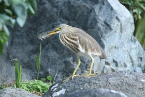 A Pond Heron, the bird has a slender neck, a dark bill with a yellow base, streaked brown and buff plumage on its head and chest, stands on a textured, grey rock. In its beak, it holds a small, silver fish. In the background, there&#039;s more of the grey rock face, some green foliage.
