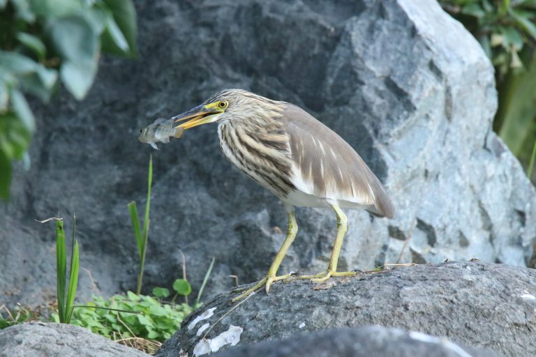 A Pond Heron, the bird has a slender neck, a dark bill with a yellow base, streaked brown and buff plumage on its head and chest, stands on a textured, grey rock. In its beak, it holds a small, silver fish. In the background, there’s more of the grey rock face, some green foliage.