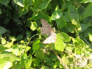 A butterfly in the jungle at Kawtoli, Brahmanbaria, Bangladesh