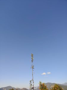 

A clear blue sky with a single tall plant on the left