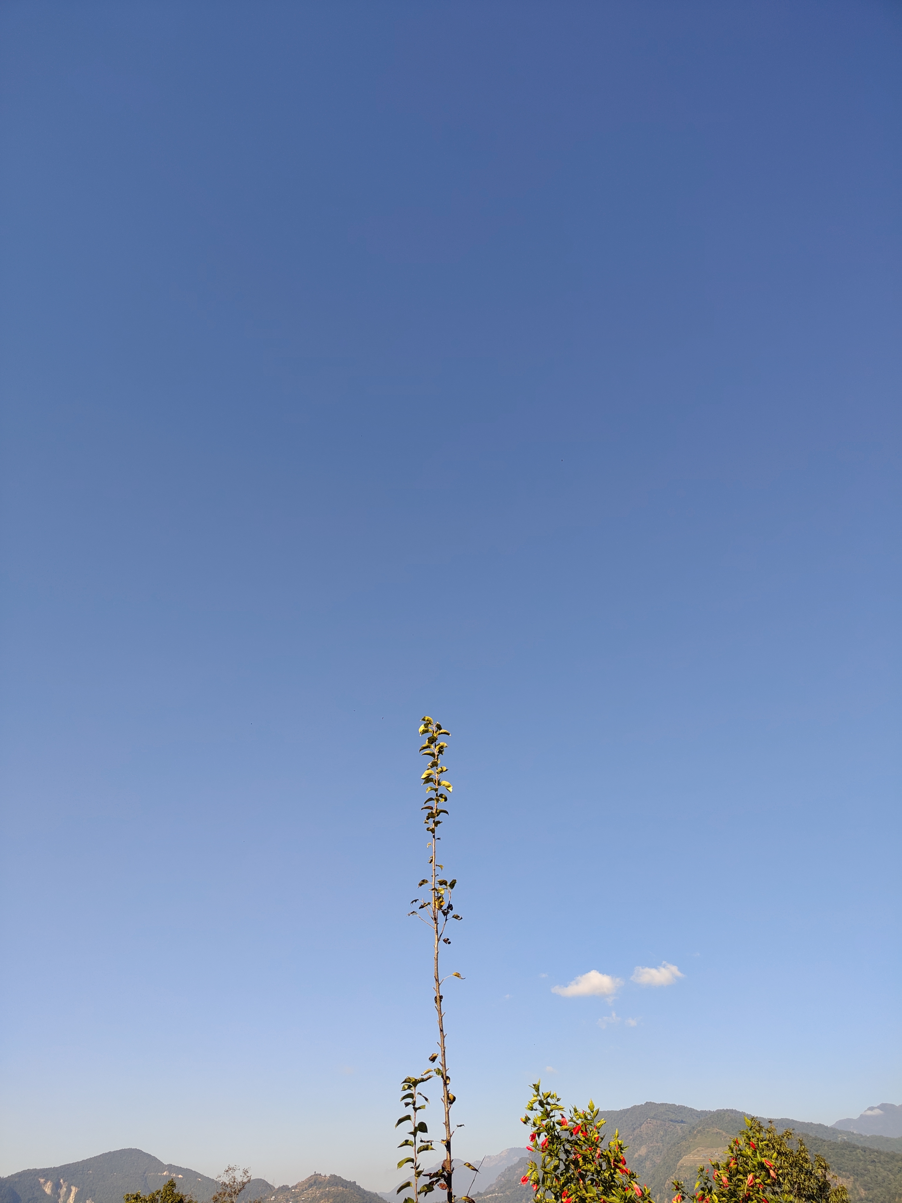 A clear blue sky with a single tall plant on the left