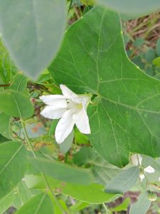A picture focused on a white flower with a green leafy background at Kawtoli, Brahmanbaria, Bangladesh.