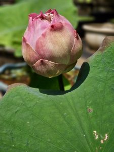 A pink lotus bud stands above a large green leaf at the Malabar Botanical Garden, Kozhikode. The flower is still closed, showing soft shades of pink and cream. 