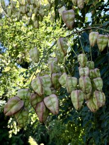 Light green and pink, balloon-like seed pods from the Golden Rain Tree hang from a leafy branch in the garden area of the Oregon Zoo in Portland. 