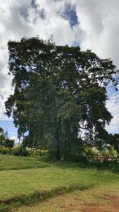 A majestic mugumo tree rises from a serene green field, framed by dramatic clouds overhead.