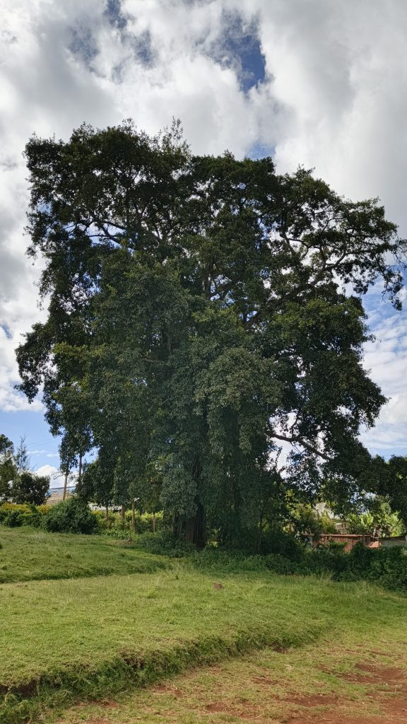 A majestic mugumo tree rises from a serene green field, framed by dramatic clouds overhead.