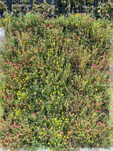 A vibrant floral bush with a dense mix of small pink, yellow, and orange flowers against a backdrop of green leaves, conveying a lively and cheerful scene.