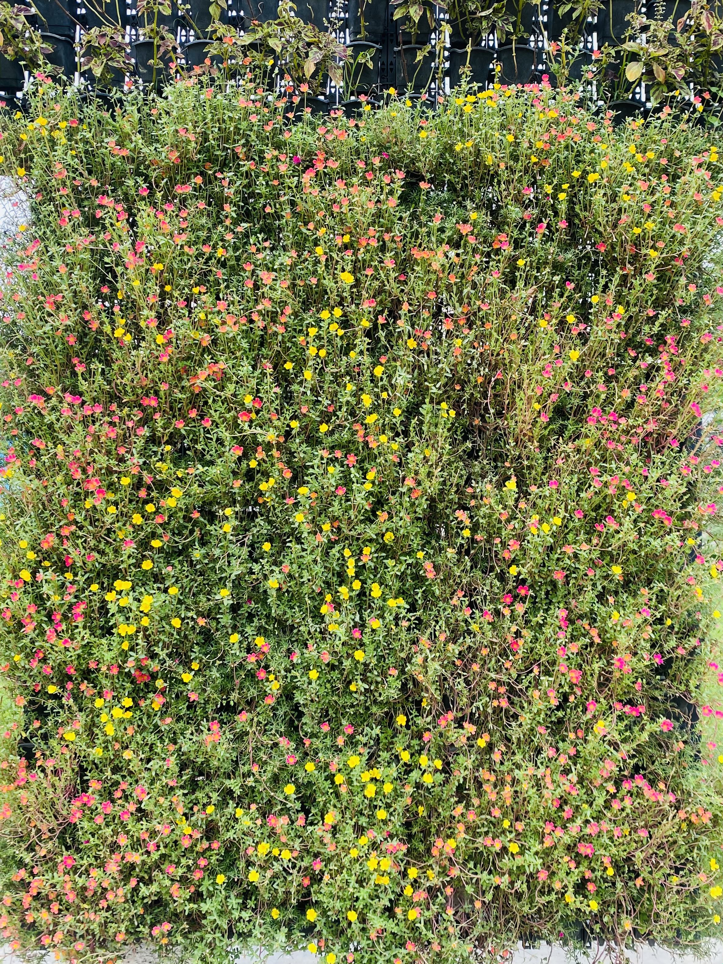 A vibrant floral bush with a dense mix of small pink, yellow, and orange flowers against a backdrop of green leaves, conveying a lively and cheerful scene.