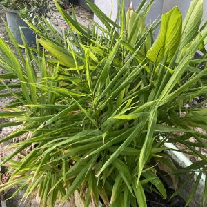 Lush, green ginger plant with long, narrow leaves fills a garden pot. The vibrant foliage contrasts against a gray concrete background, creating a fresh, lively atmosphere.
