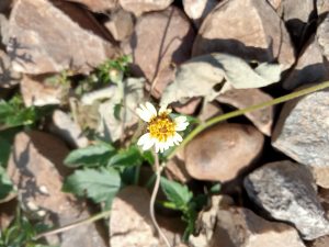 A flower on the rock at Kawtoli, Brahmanbaria, Bangladesh