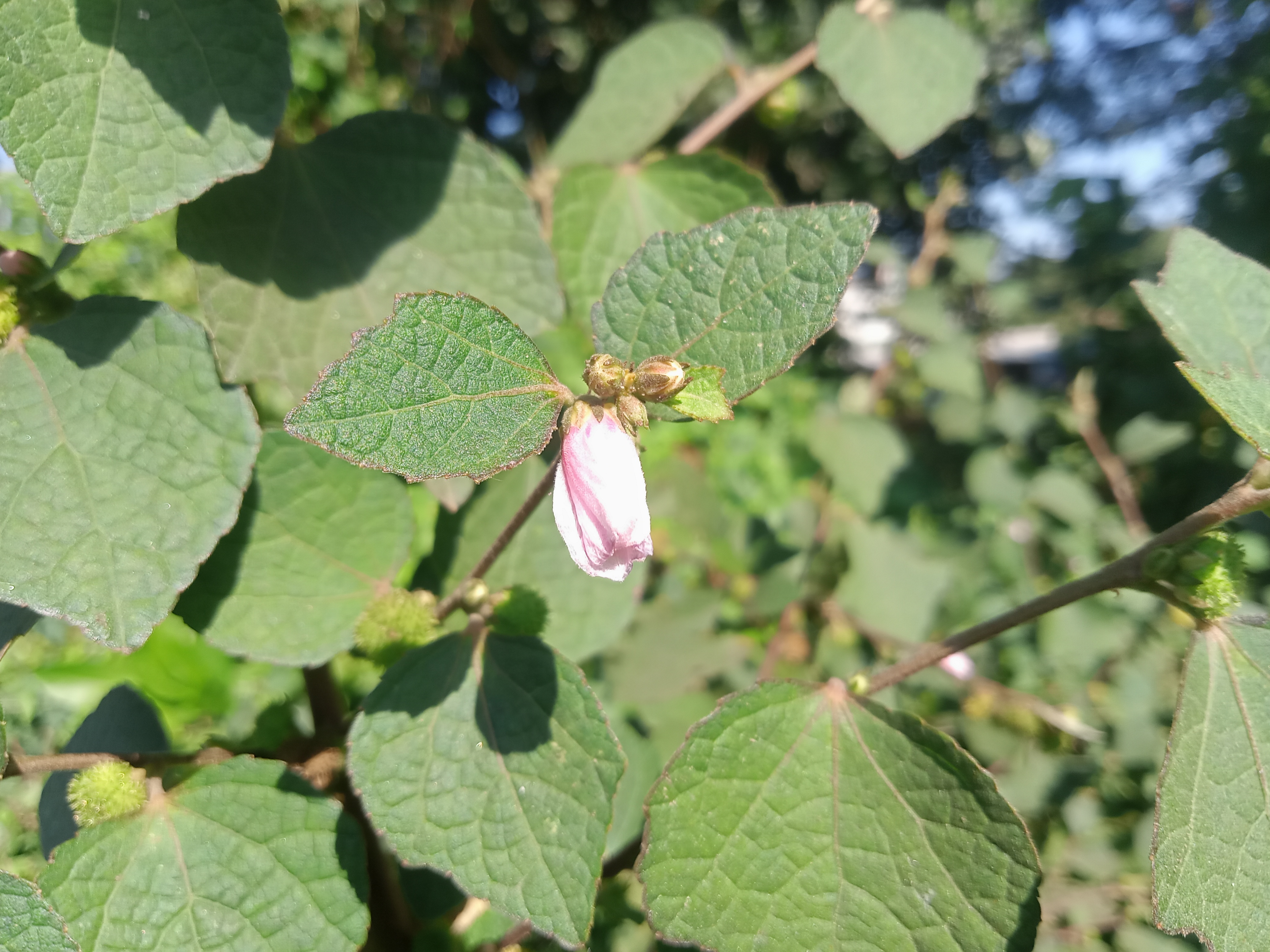 A close-up of broad green leaves with a small, half-open pink flower. Kawtoli, Brahmanbaria, Bangladesh.