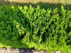 A lush green shrub with dense, vibrant needle-like foliage.