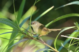 A small bird perched on a slender branch among green foliage.
