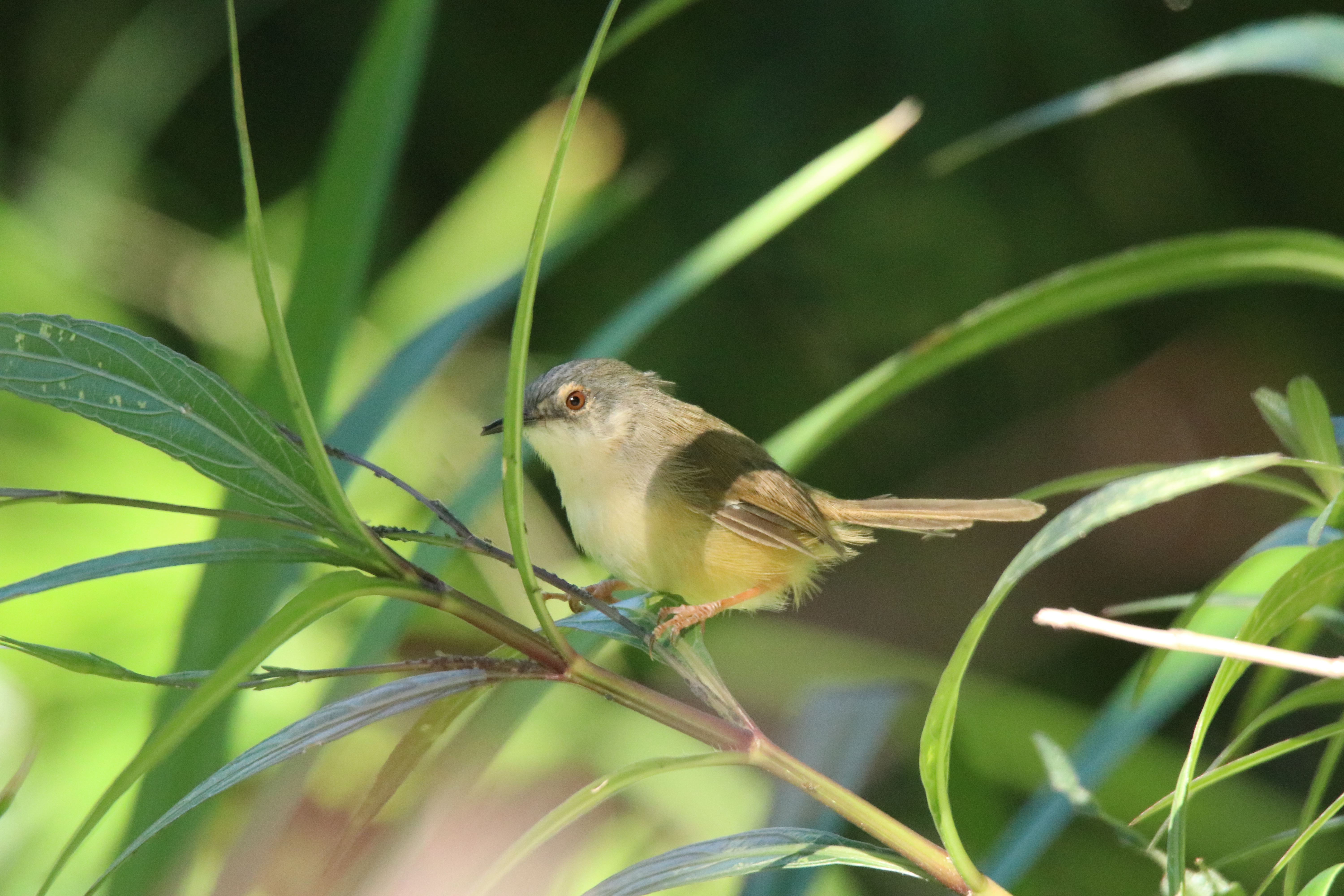 A small bird perched on a slender branch among green foliage.