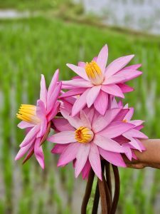 Bright pink water lilies freshly picked from a paddy field in Vazhakkad, Malappuram. Their soft petals and yellow centers stand out beautifully against the green background.