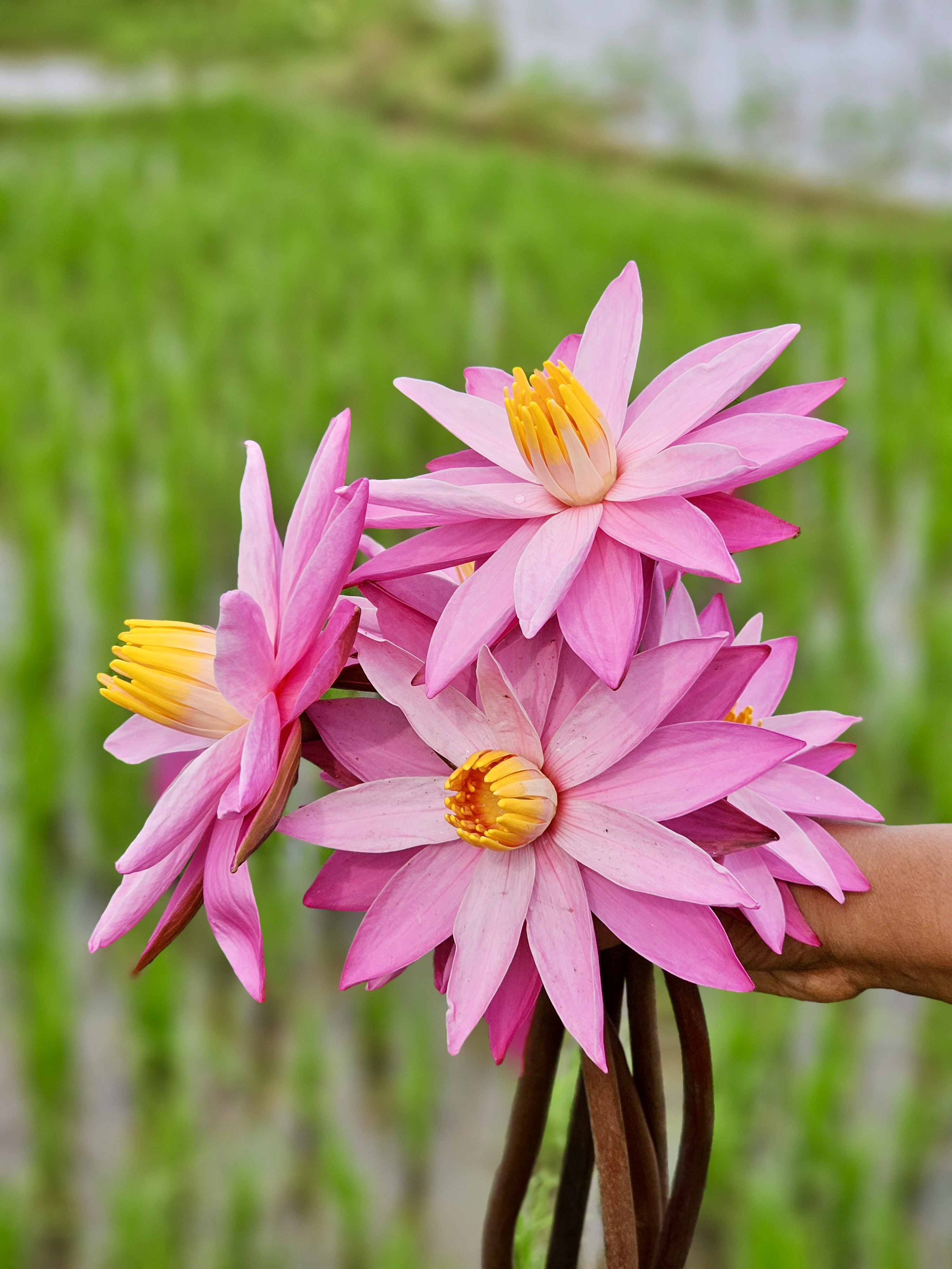 Bright pink water lilies freshly picked from a paddy field in Vazhakkad, Malappuram. Their soft petals and yellow centers stand out beautifully against the green background.