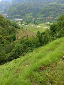 
A lush green hillside descends into a valley, showcasing neatly arranged terraces of farmland in varying shades of brown and green