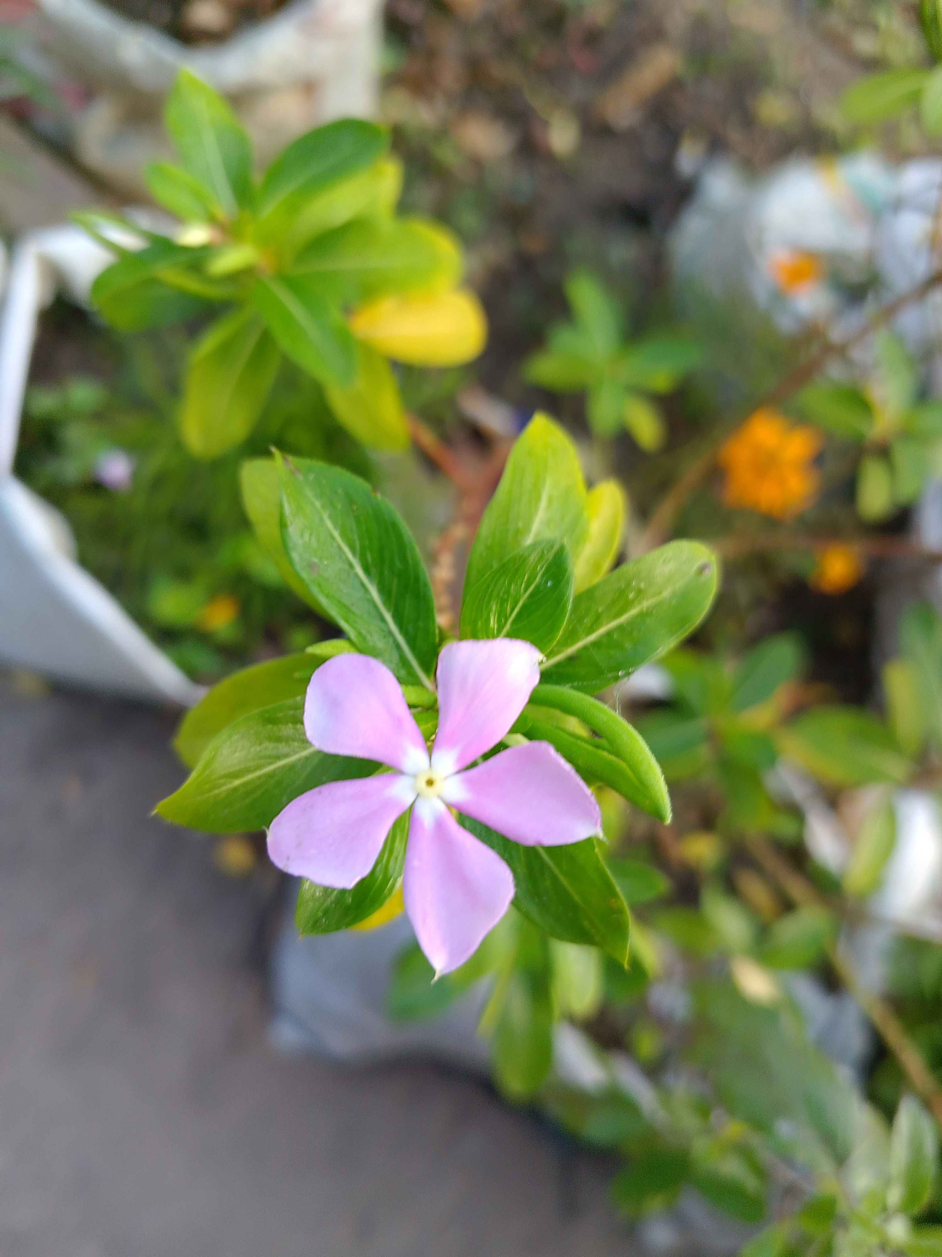 A close-up of a pink flower with five petals, surrounded by green leaves. T