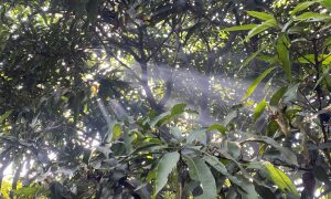 Sunlight filters through lush green leaves in a dense forest canopy, creating soft, glowing beams and casting a serene, tranquil atmosphere.