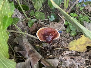 A small, reddish-brown mushroom with a smooth, glossy cap is sitting on the ground among dry leaves and green plants.