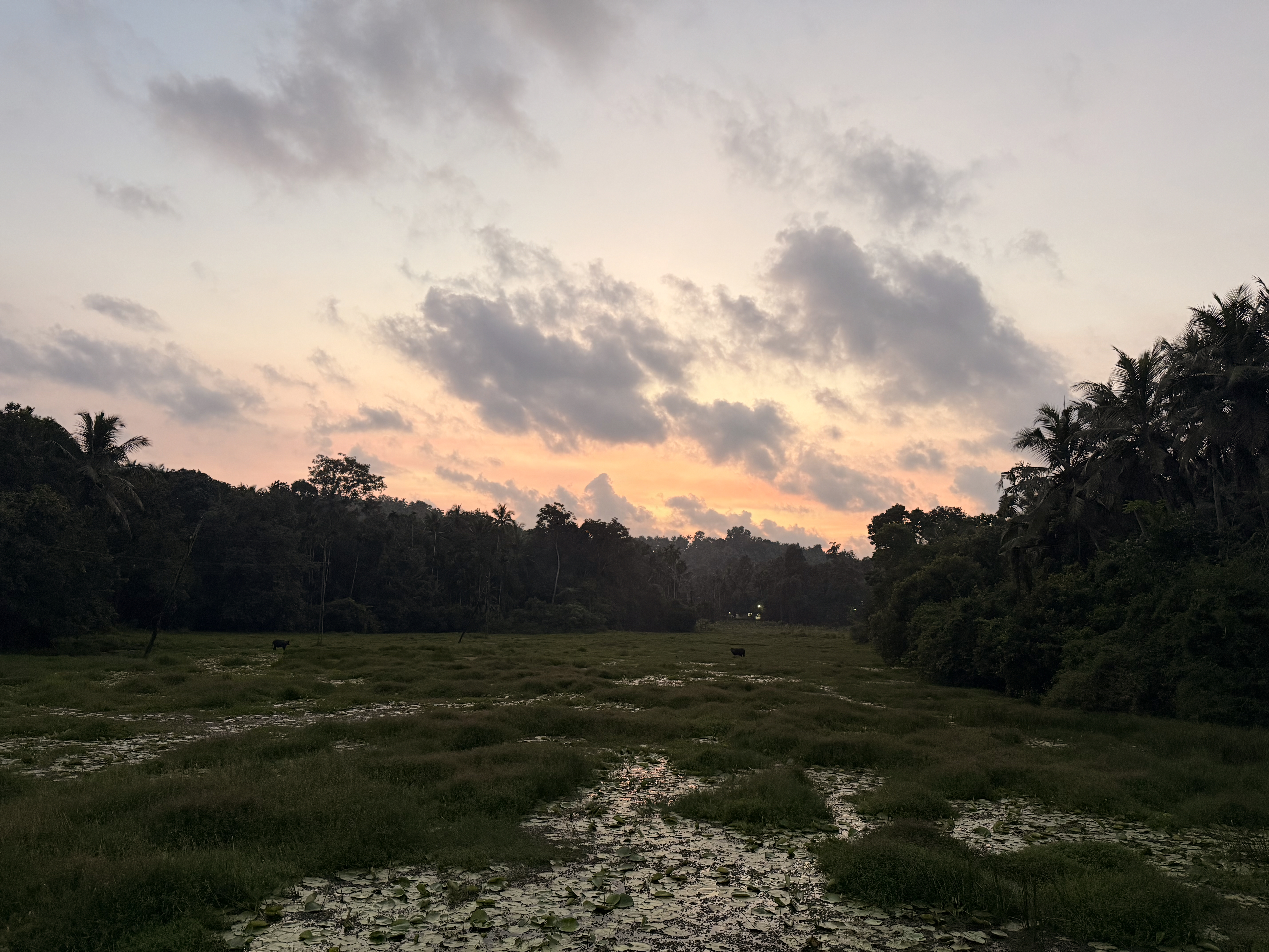 Soft sunset hues light up a serene wetland field surrounded by trees and palms. Peaceful evening sky at Cherupa, Kozhikode, Kerala. 
