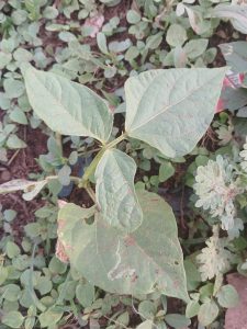 A close-up view of a young green plant with broad leaves, displaying a mix of healthy and slightly damaged foliage. The plant is surrounded by various small green ground cover plants, with a mixture of textures and shades of green in the background.