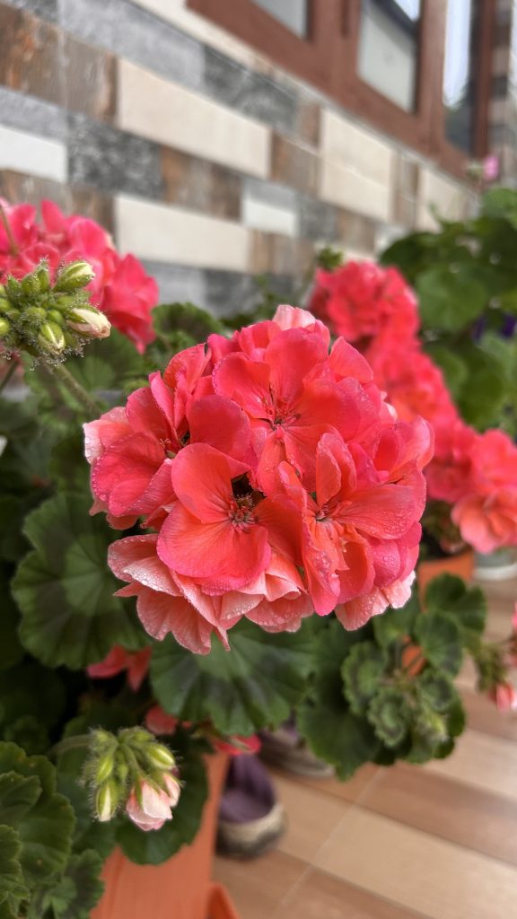 A close-up photograph of a bright pink geranium flower with multiple layers of petals, set against a blurred background of additional geraniums and a patterned wall.
