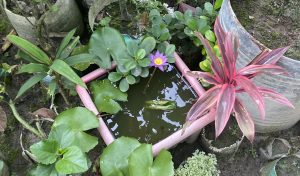 A small square pond with a purple water lily sits among lush green and red foliage in a garden. The scene conveys tranquility and natural beauty.