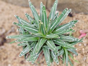 A neatly shaped succulent with white-edged green leaves grows in sandy soil at the Malabar Botanical Garden, Kozhikode. Its star-like form adds beauty to the desert-themed section. 